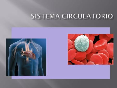 Sistema circulatorio.