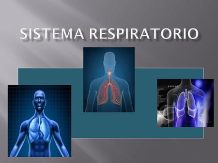 El término respiración se utiliza para indicar dos procesos diferentes: - Respiración externa: respiración pulmonar, proceso físico de ventilación pulmonar.