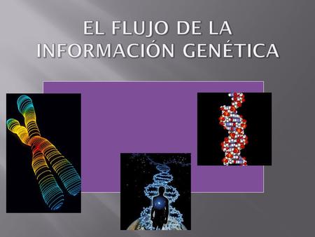 El flujo de la información genética