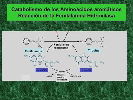 Catabolismo de los Aminoácidos aromáticos Reacción de la Fenilalanina Hidroxilasa Tirosina Dihidro pterina reductasa.