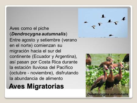Aves como el piche (Dendrocygna autumnalis) Entre agosto y setiembre (verano en el norte) comienzan su migración hacia el sur del continente (Ecuador y.