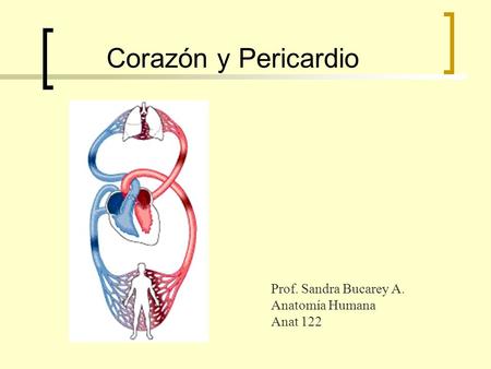 Corazón y Pericardio Prof. Sandra Bucarey A. Anatomía Humana Anat 122.