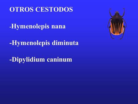 Hymenolepis nana Biología: