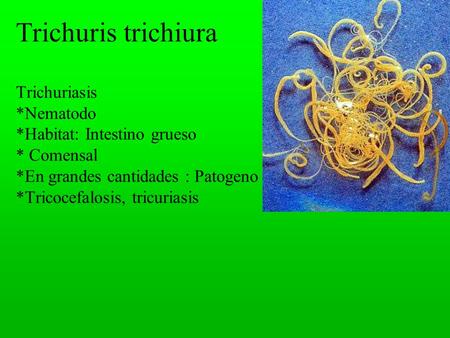 Trichuris trichiura Trichuriasis. Nematodo. Habitat: Intestino grueso