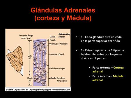Glándulas Adrenales (corteza y Médula)