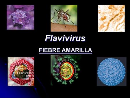 Flavivirus FIEBRE AMARILLA.
