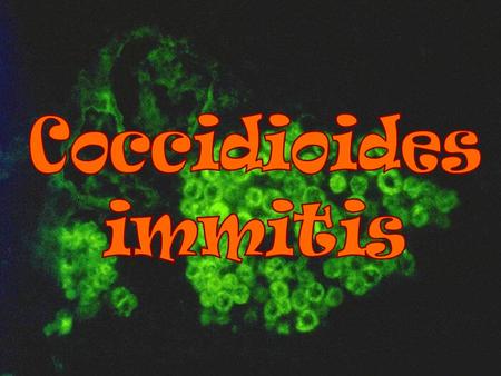 Coccidioides immitis.