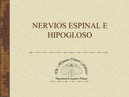 NERVIOS ESPINAL E HIPOGLOSO