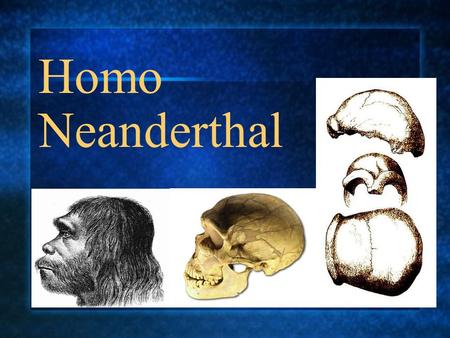 Homo Neanderthal.