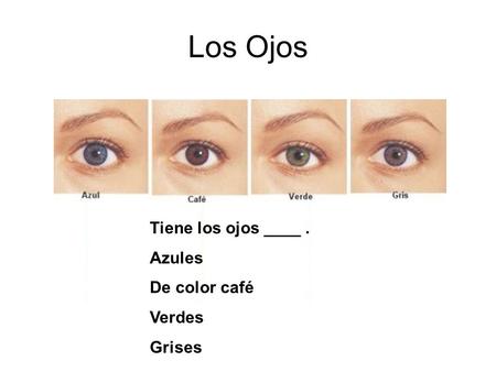 Los Ojos Tiene los ojos ____ . Azules De color café Verdes Grises.