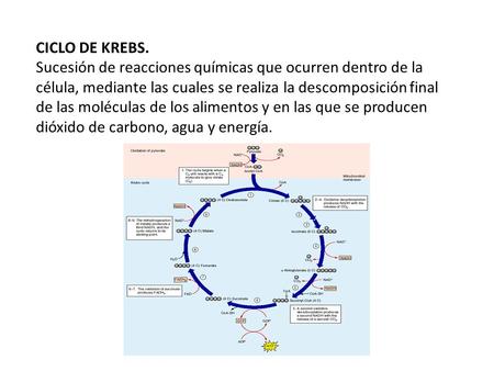 CICLO DE KREBS. Sucesión de reacciones químicas que ocurren dentro de la célula, mediante las cuales se realiza la descomposición final de las moléculas.