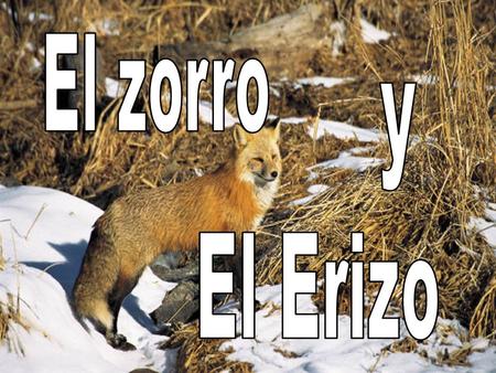 El zorro y El Erizo.