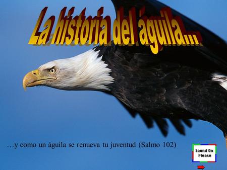 La historia del águila... …y como un águila se renueva tu juventud (Salmo 102)