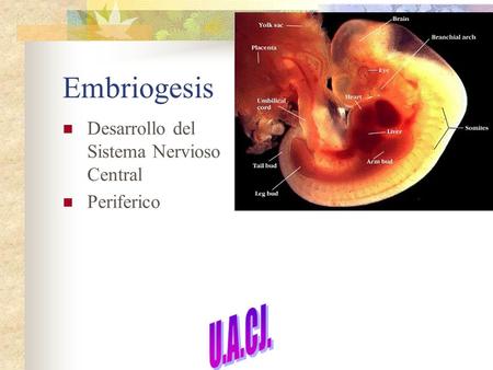 Embriogesis Desarrollo del Sistema Nervioso Central Periferico U.A.CJ.