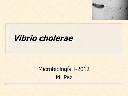Vibrio cholerae Microbiología I-2012 M. Paz.