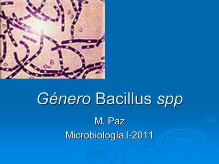 Género Bacillus spp M. Paz Microbiología I-2011.