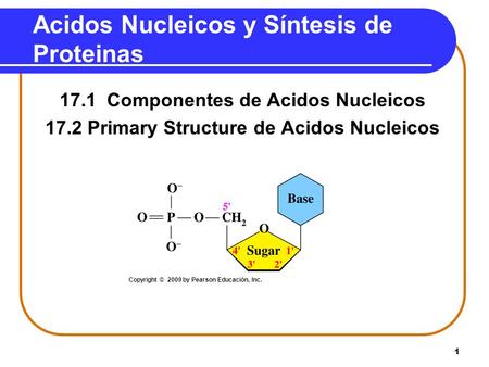 Acidos Nucleicos y Síntesis de Proteinas