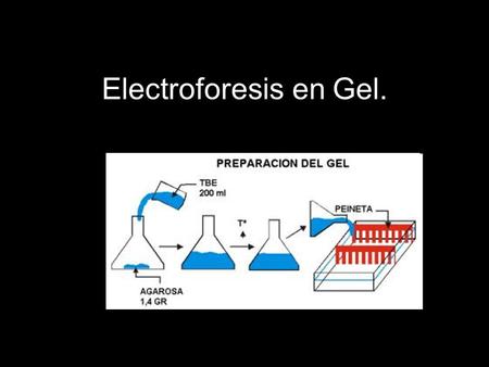 Electroforesis en Gel..