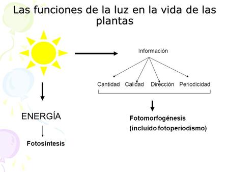Las funciones de la luz en la vida de las plantas