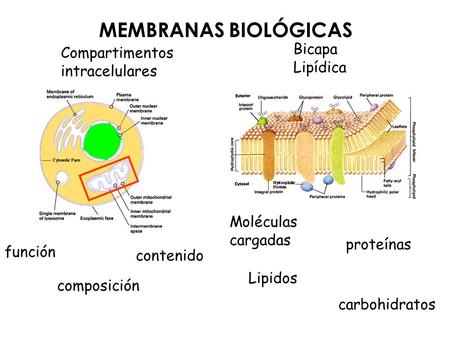 MEMBRANAS BIOLÓGICAS Bicapa Compartimentos Lipídica intracelulares