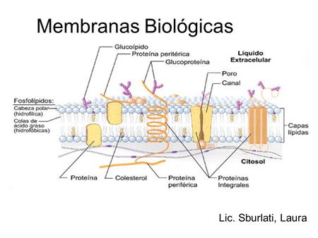 Membranas Biológicas Lic. Sburlati, Laura.