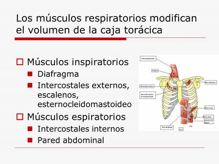 Los músculos respiratorios modifican el volumen de la caja torácica