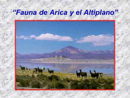 “Fauna de Arica y el Altiplano”