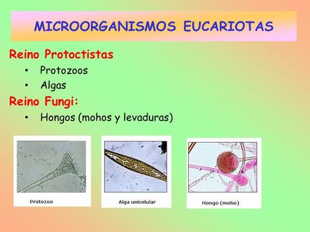 MICROORGANISMOS EUCARIOTAS