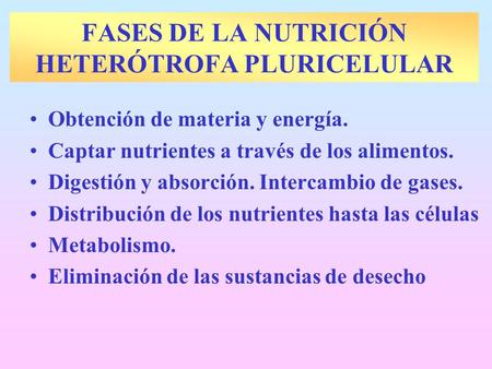 FASES DE LA NUTRICIÓN HETERÓTROFA PLURICELULAR