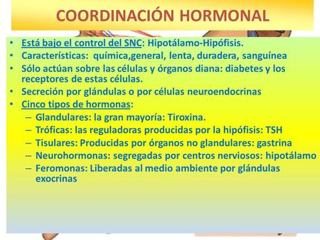 COORDINACIÓN HORMONAL