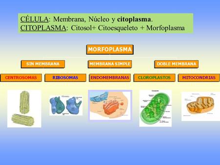 CÉLULA: Membrana, Núcleo y citoplasma