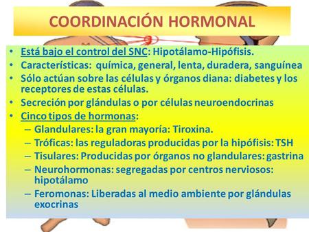 COORDINACIÓN HORMONAL