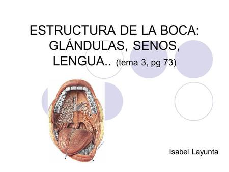 ESTRUCTURA DE LA BOCA: GLÁNDULAS, SENOS, LENGUA.. (tema 3, pg 73) Isabel Layunta.