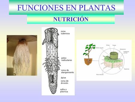FUNCIONES EN PLANTAS NUTRICIÓN.