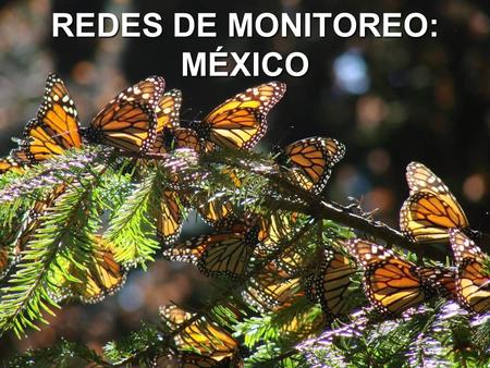 REDES DE MONITOREO: MÉXICO. 1.Información de contacto ANP´sOGN´s UNIVERSIDADES (Instit. de investigación) VOLUNTARIOS PROFESORES/ESCUELAS LOCALES EJIDARIOS.