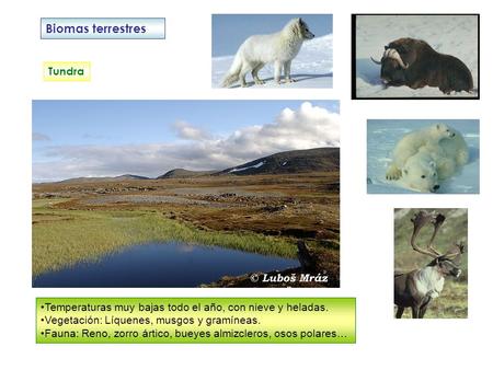 Biomas terrestres Tundra