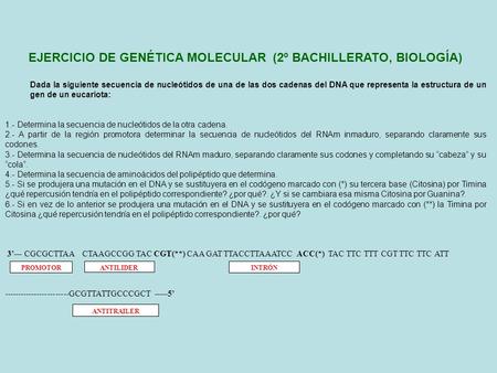 EJERCICIO DE GENÉTICA MOLECULAR (2º BACHILLERATO, BIOLOGÍA)