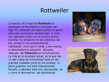 Rottweiler La fuerza y el coraje del Rottweiler le granjearon el favoritismo a principios del siglo XX. Después de haber sufrido un grave descuido a principios.