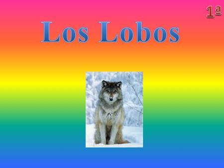 1ª Los Lobos.