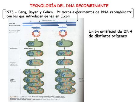 TECNOLOGÍA DEL DNA RECOMBINANTE