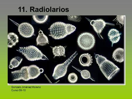 11. Radiolarios Gonzalo Jiménez Moreno Curso 09-10.