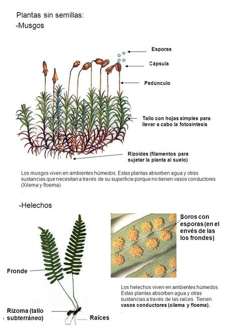 Plantas sin semillas: -Musgos -Helechos