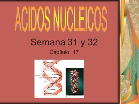 ACIDOS NUCLEICOS Semana 31 y 32 Capítulo 17.