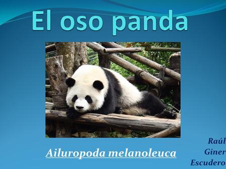 El oso panda Raúl Giner Escudero Ailuropoda melanoleuca.