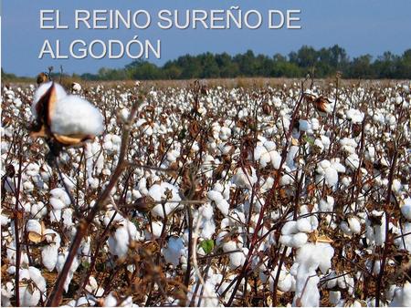El Reino sureño de algodón