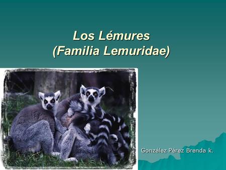 Los Lémures (Familia Lemuridae)