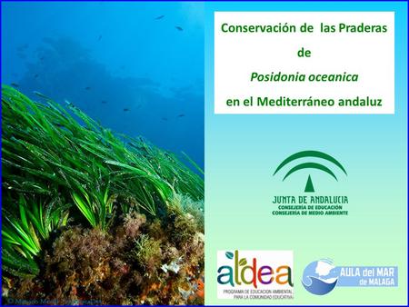 Conservación de las Praderas de en el Mediterráneo andaluz