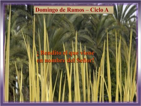 Domingo de Ramos – Ciclo A
