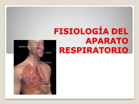 Fisiología del Aparato Respiratorio