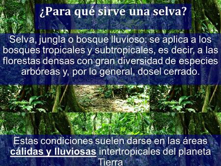 ¿Para qué sirve una selva? Selva, jungla o bosque lluvioso: se aplica a los bosques tropicales y subtropicales, es decir, a las florestas densas con gran.